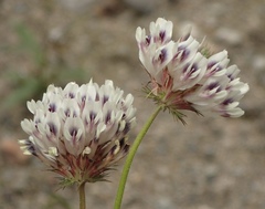 Trifolium obtusiflorum