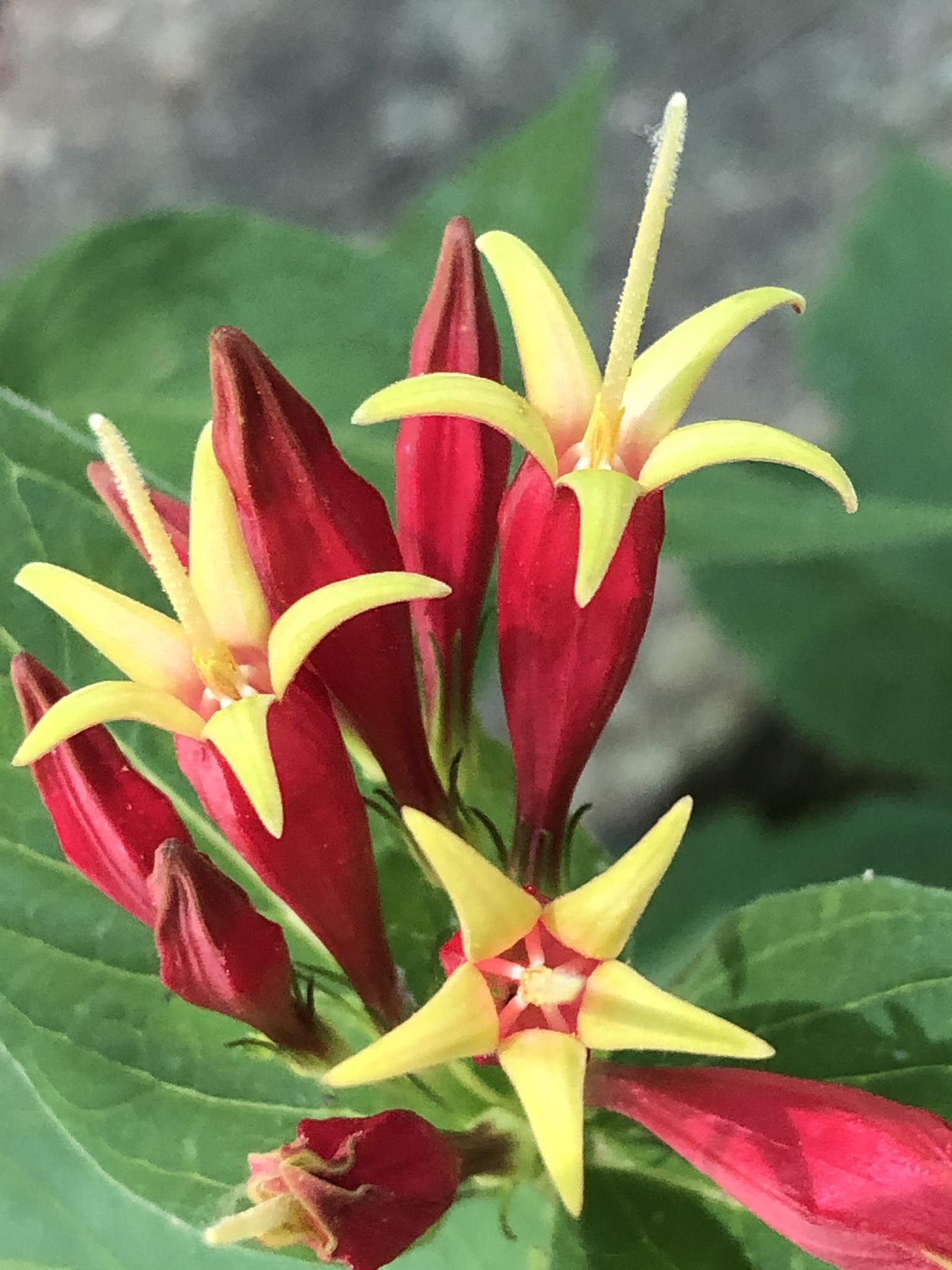 Loganiaceae