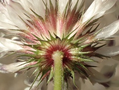 Trifolium obtusiflorum