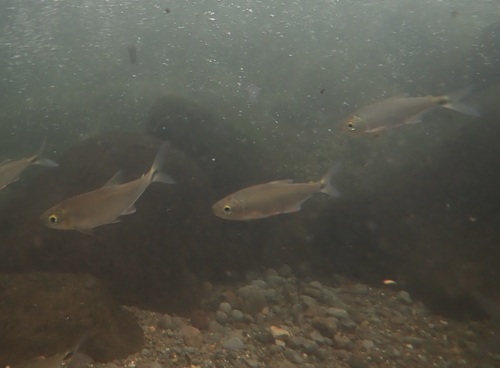 Creek tetra (Bryconamericus scleroparius) — Characidae