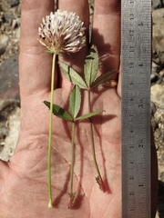 Trifolium obtusiflorum