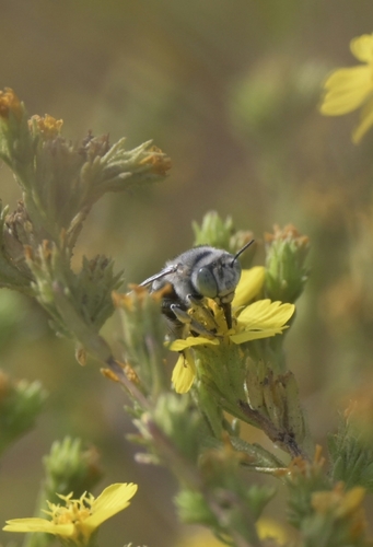 Short Sun-digger Bee photo 3