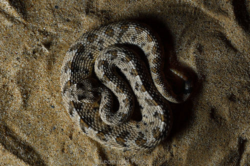 Sidewinder, Carretera San Felipe-Laguna Chapala, Mexicali, B.C., MX, photo 9 of 10