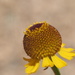 Helenium puberulum - Photo (c) nathantay, algunos derechos reservados (CC BY-NC)