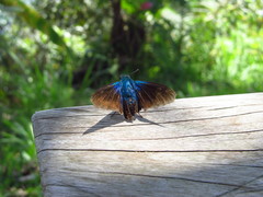 Astraptes