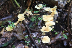 Rhizocybe albida