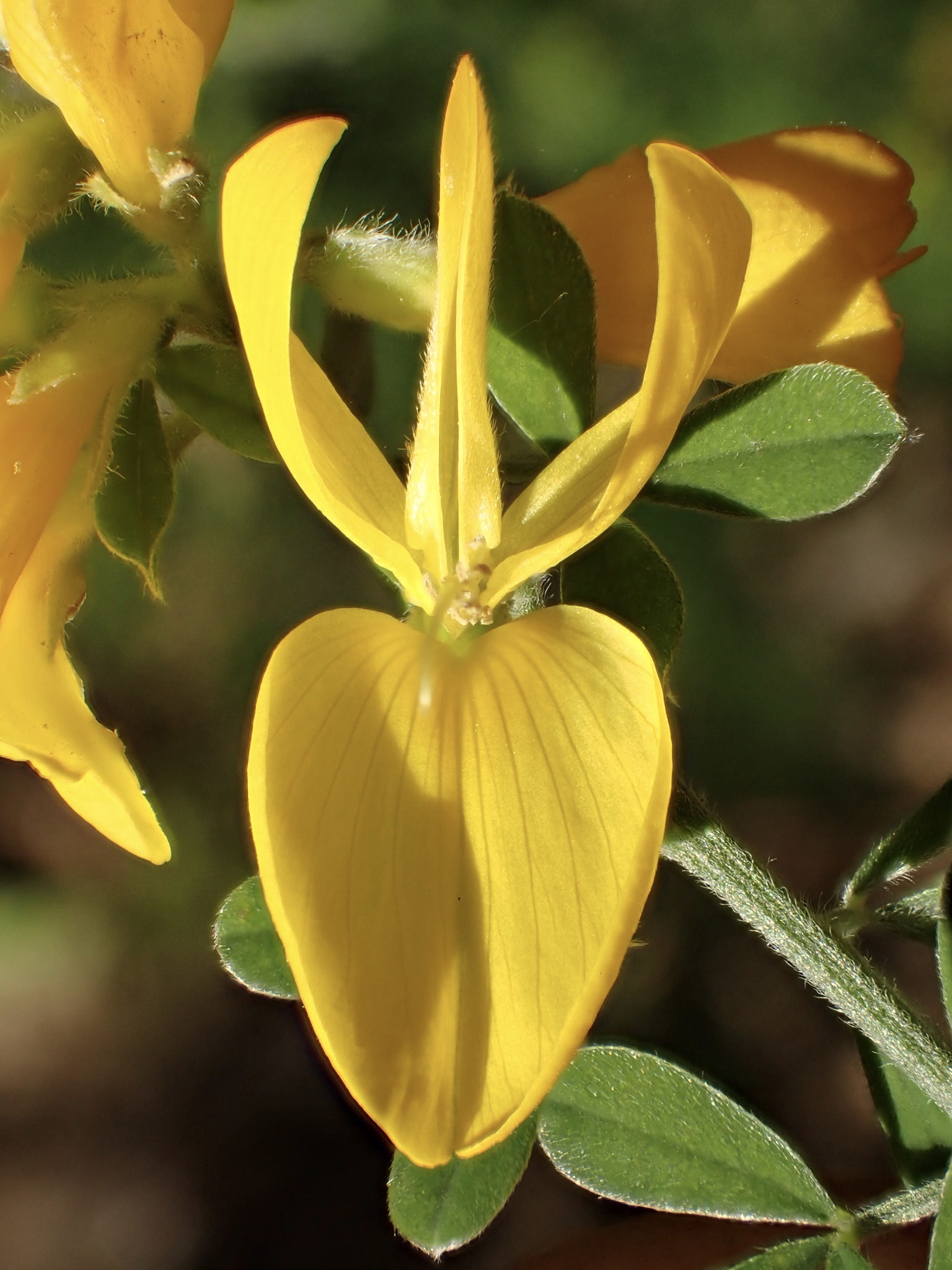 Genista