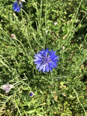 Centaurea cyanus
