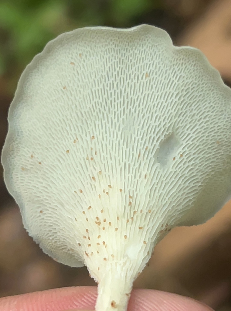 Favolus brasiliensis · June 2024 · photo: © rpadilla_ (iNaturalist, cc-by)