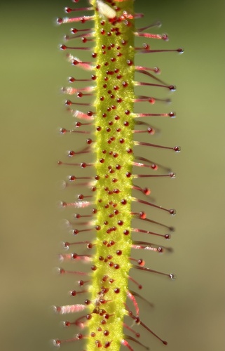 Slenderleaf sundew (Drosera linearis)