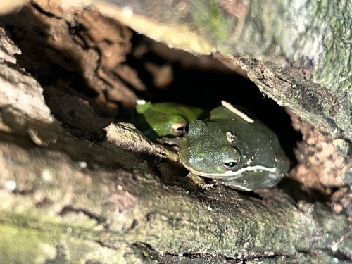 Green Treefrog photographed in Virginia