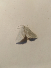 Lithostege farinata
