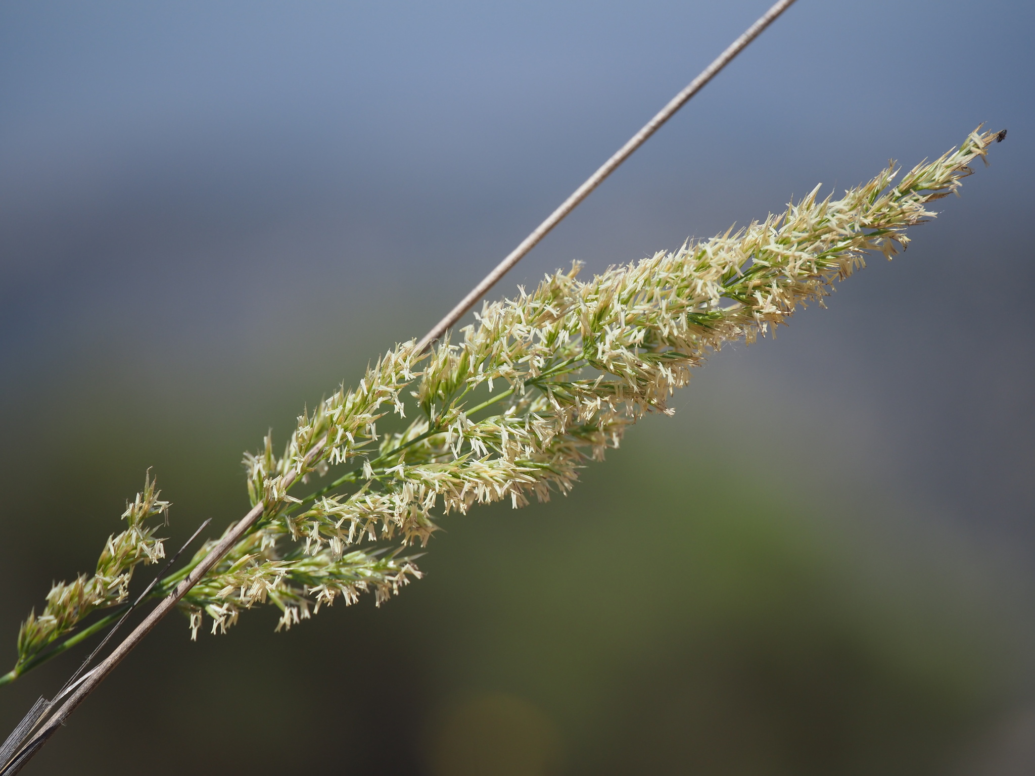 Calamagrostis koelerioides