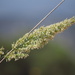 Calamagrostis koelerioides - Photo (c) nathantay,  זכויות יוצרים חלקיות (CC BY-NC)