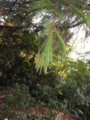 Cedrus deodara