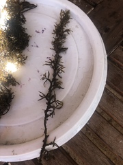 Sargassum polycystum