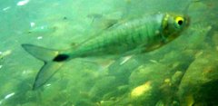 Brycon guatemalensis