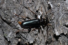 Phymatodes testaceus