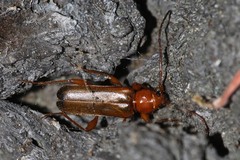Phymatodes testaceus