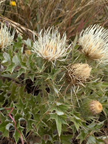 Image of Cirsium quercetorum by (c) P Holroyd, some rights reserved (CC BY)