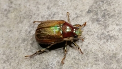Callistethus marginatus