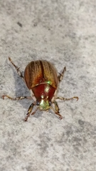 Callistethus marginatus