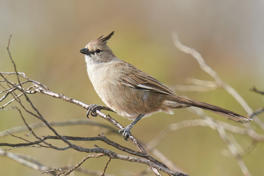 Whipbirds and Wedgebills