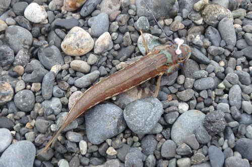 Parapercis pulchella