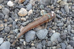 Parapercis pulchella