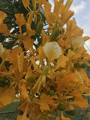 Delonix regia flavida