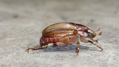 Callistethus marginatus