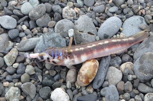 Grub fish (Parapercis pulchella) — Pinguipedidae — 2