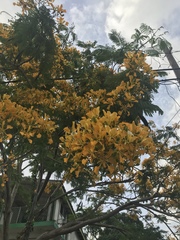 Delonix regia flavida