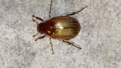 Callistethus marginatus