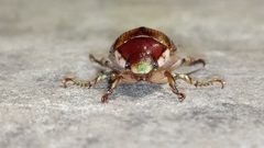 Callistethus marginatus