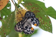 Dysphania transducta