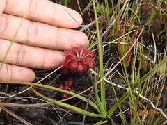Drosera esmeraldae