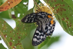 Dysphania transducta