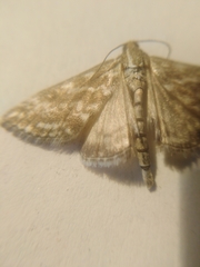 Evergestis frumentalis