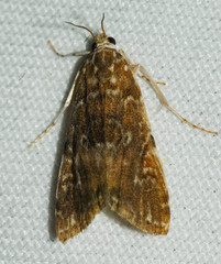 Elophila gyralis