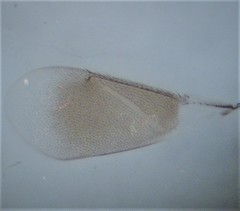 Eutrichosomella