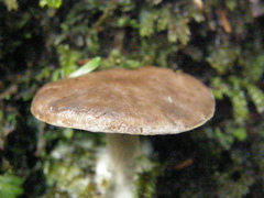 Fistulinella viscida