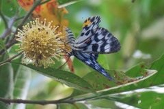 Dysphania transducta