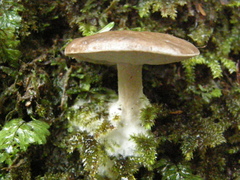 Fistulinella viscida