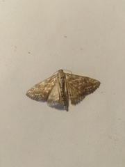 Evergestis frumentalis