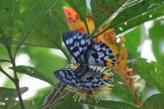 Dysphania transducta