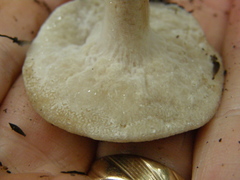 Fistulinella viscida