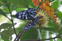 Dysphania transducta