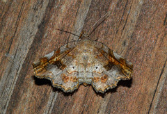Pangrapta decoralis
