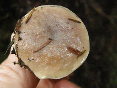 Fistulinella viscida